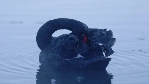 Black Swan Scratching Stock Footage 74693702