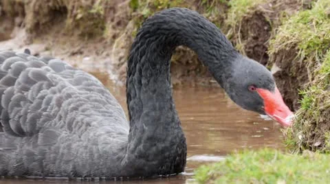 Black Swan Sequence (NO AUDIO) 스톡 동영상 22089524
