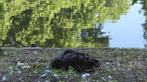 The black swan is sleeping on the shore. Stock Footage 77111752