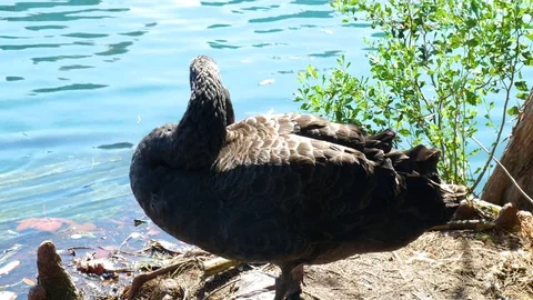 Black Swan Standing Stock Footage