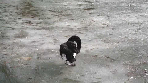 The black swan standing on the ice is combing its feathers Stock Footage 154750207