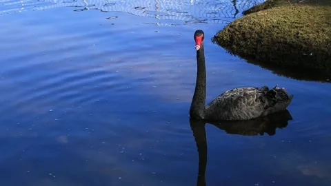Black swan swimming in river Stock Footage