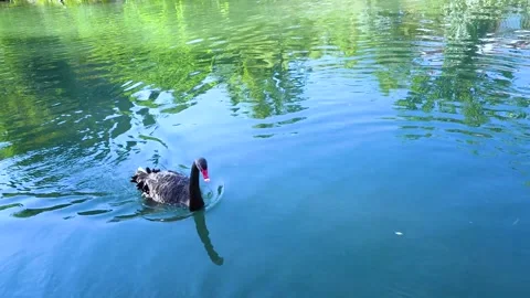 A black swan swims and eats bread Video stock 251450721