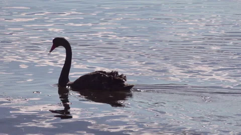 Black swan swims through pristine river water.  Another swan and duck swims past Video stock 136642467