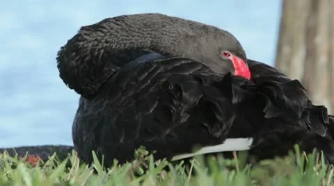 Black swan taking a nap. Vídeos de archivo 10564996