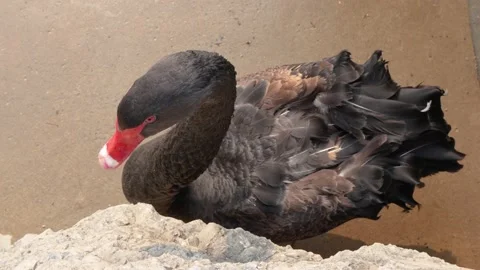 The black swan is walking Stock Footage 235574991
