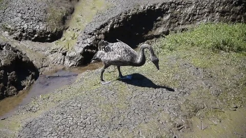 Black Swan Walking Through Mud - Tasmania Bird Reservation Australia Stock Footage 80639730