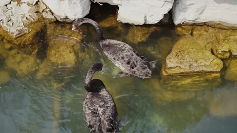 Black swan in water swimming diving for food Stock Footage 187457553
