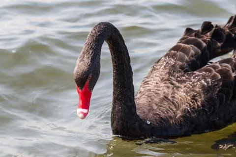 Black Swan in the wild Stock Photos