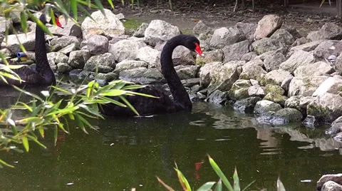 Black Swans 1 Stock Footage 35550851
