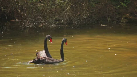 Black Swans 1 Stockbeeldmateriaal 37824788