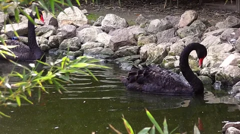 Black Swans 2 Video stock 35551291