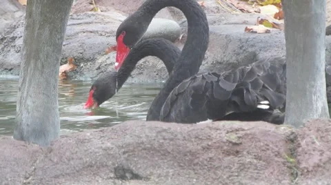 Black Swans at the Aviary Stockbeeldmateriaal 44281110