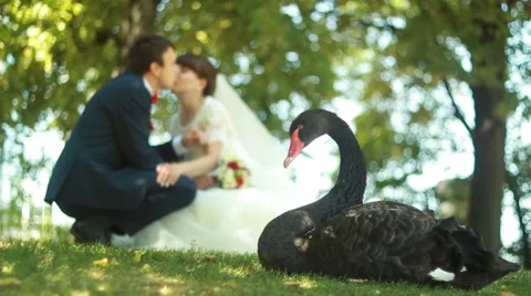 Black swans on a background of brides are kissing Stock Footage 51573728
