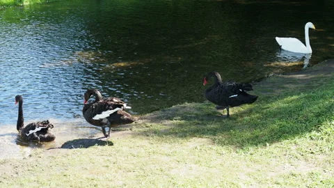Black swans come down to the pond and jump into the water Video stock 165890543