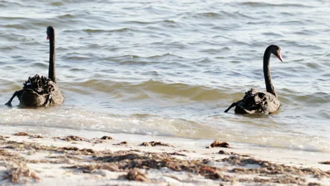 Black Swans enter rough waters on sandy shore of Swan River Stock-Footage 151236418