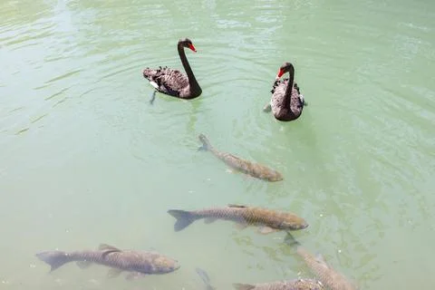 Black swans float on tranquil water with fish swimming below Stock Photos