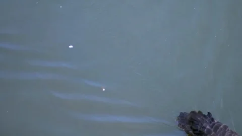 Black swans floating on the lake Stock Footage 99067498