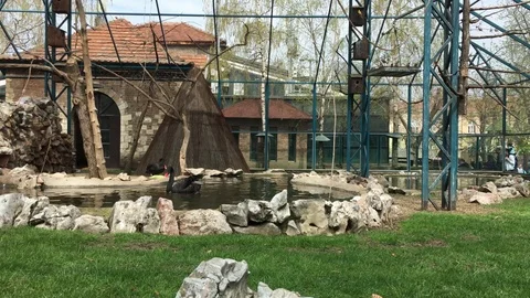 Black swans floating in the zoo Stock Footage 88431577