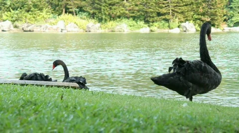 Black Swans Stock Footage 656771