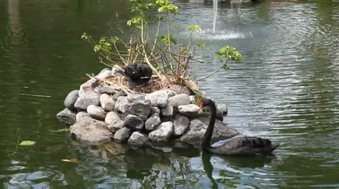 Black Swans Stock Footage 8945721