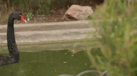 Black Swans Stock-Footage 22419243