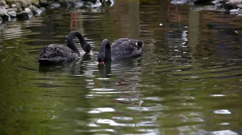 Black Swans Stock Footage 34259759