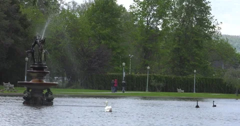 Black Swans Video stock 63141197