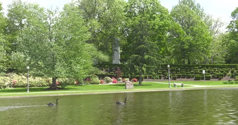 Black Swans Video stock 63143287