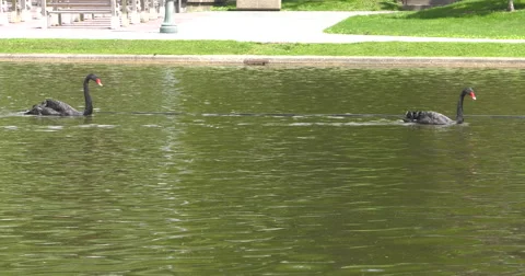 Black Swans Video stock 63143289