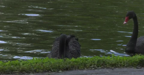 Black Swans Video stock 63144000