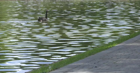 Black Swans Video stock 63144017