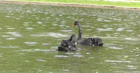 Black Swans Video stock 63145274