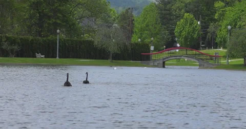 Black Swans Video stock 63145610