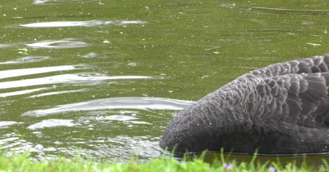 Black Swans Video stock 63145777