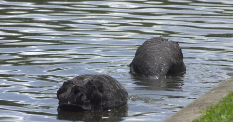 Black Swans Video stock 63145843