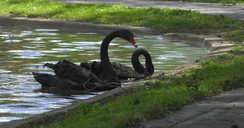Black Swans Video stock 63145960
