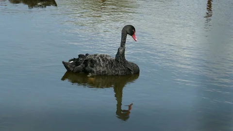 Black Swans Video stock 111852601