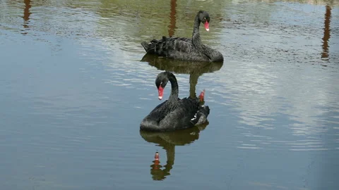 Black Swans Stock-Footage 111852890