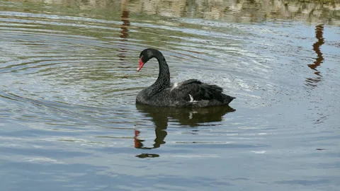 Black Swans Stock-Footage 111852952