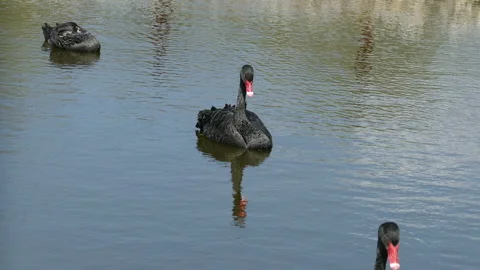 Black Swans Video stock 111852965