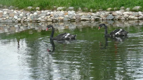 Black Swans 動画素材 111969576