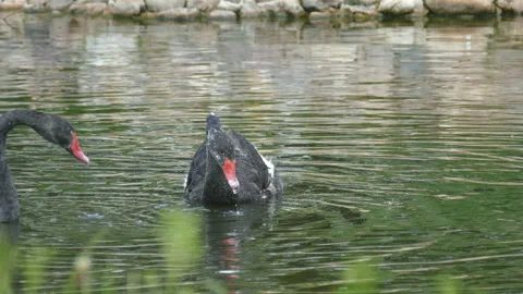 Black Swans Video stock 112012800