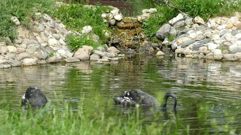 Black Swans Video stock 112013042