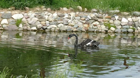 Black Swans Video stock 112013199