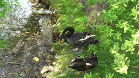 Black Swans Video stock 114302716