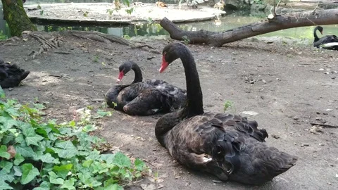 Black swans Stock Footage 138312370