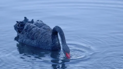 Black Swans Foraging Stock Footage 74696643