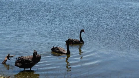 Black Swans Gliding Across a Tranquil Lake Joondalup, Perth Australia Stock Footage 332658732