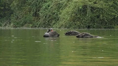 Black swans on the lake Stock Footage 8913986